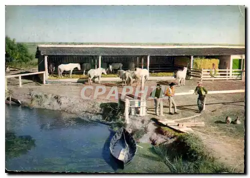 Cartes postales moderne En Camargue evec les Gardians Gardians et Chevaux Folklore