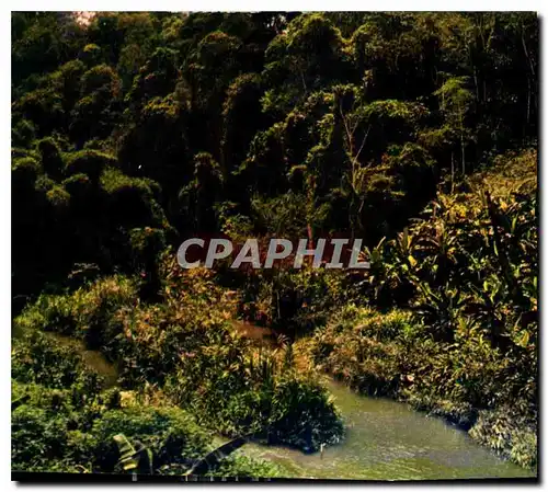 Cartes postales moderne Congo Foret du Mayombe