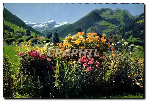 Cartes postales moderne Gstaad Oldenhorn und Staldenfluhe