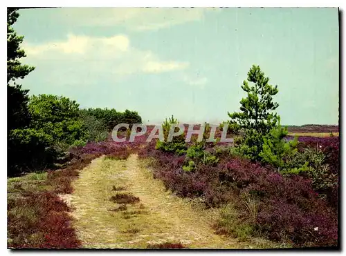 Cartes postales moderne Danish moorland