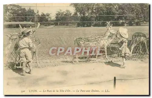 Cartes postales Lyon Le Parc de la Tete d'Or Le Parc aux Daims