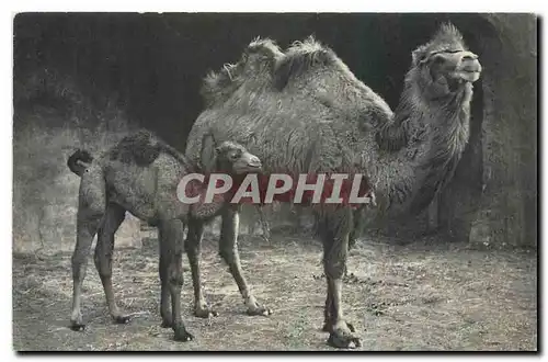 Cartes postales Museum National d'Histoire Naturelle Parc Zoologique du Bois de Vincennes Chameau