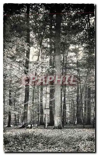 Cartes postales Foret de Berce Sarthe Le Chene Boppe Baptise du nom d'un Directeur de l'Ecole Forestiere de Nanc