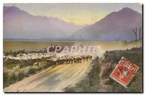 Cartes postales Moutons