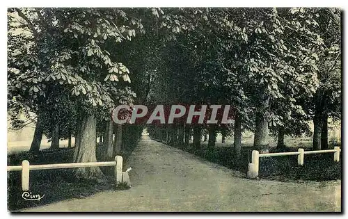 Cartes postales Boissy St Leger S et O Allee du Chateau du Piple