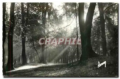 Cartes postales moderne Images de France En flanant au Bois de Vincennes Brume ensoleillee