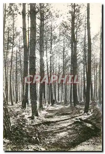 Cartes postales Mimizan Plage Landes La foret de plus