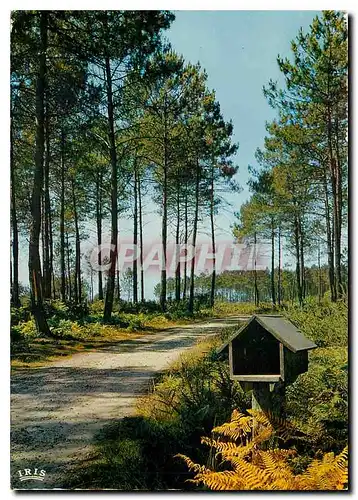 Cartes postales moderne Dans les Landes La niche a pain et a lait