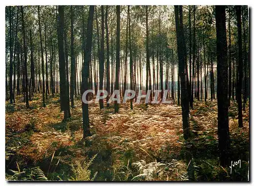 Cartes postales moderne Couleurs et Lumiere de France Les Landes La Foret Landaise