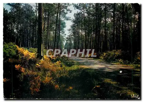 Cartes postales moderne Dans nos Forets de Gascogne La Pinede