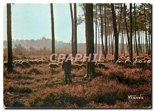 Cartes postales moderne Visage des Landes Troupeau de moutons au petit matin