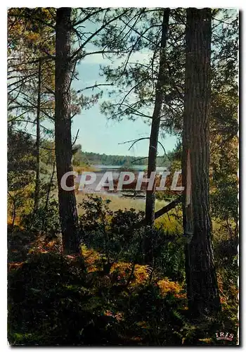 Cartes postales moderne Dans la Lande Courant dans la Foret