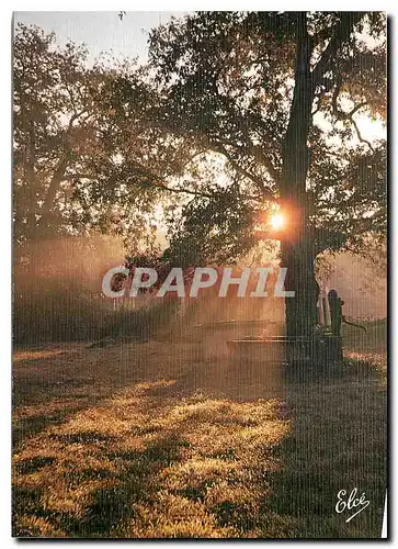 Cartes postales moderne Landes Coucheur de Soleil dans la foret