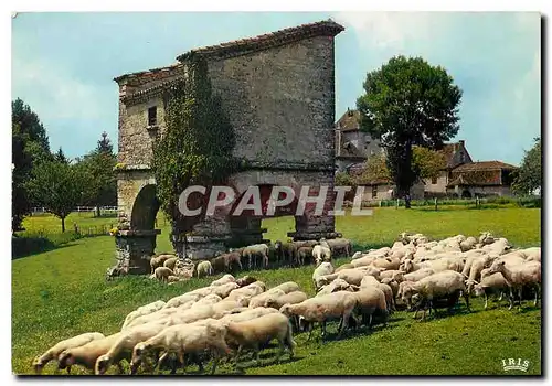 Cartes postales moderne Un Pigeonnier Moutons