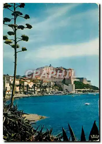 Cartes postales moderne Calvi Les Quais et la Citadelle