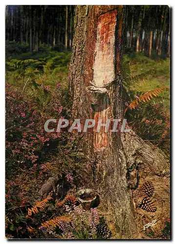 Cartes postales moderne Le Gemmage dans la Foret Landaise