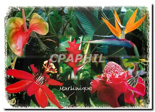 Cartes postales moderne Martinique