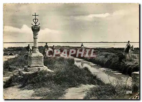 Cartes postales moderne En Camargue