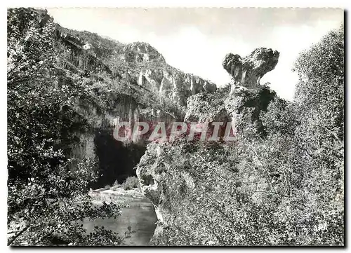 Cartes postales moderne En Parcourant les Gorges du Tarn Le Champignon