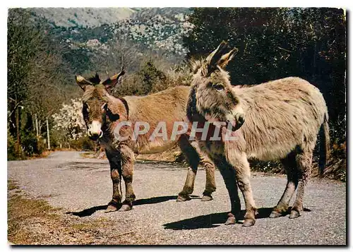 Cartes postales moderne Rencontre sur les routes de corse Ane Mule