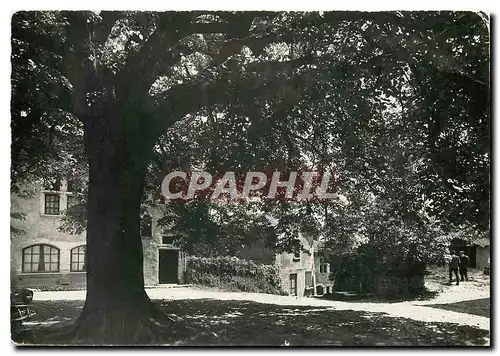 Cartes postales moderne Cite de Perouges Ain L'Arbre de la Liberte