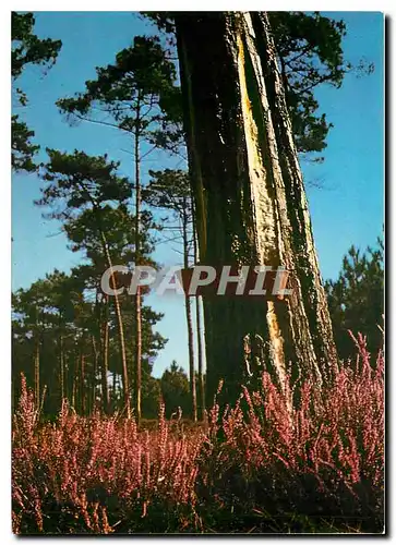 Cartes postales moderne Paysages des Landes Pins et bruyeres