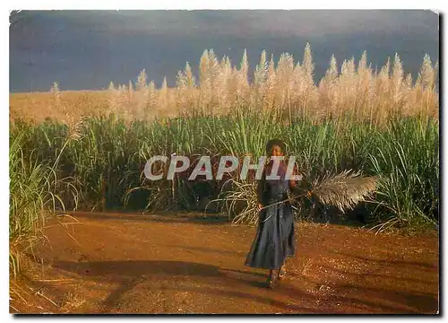 Cartes postales moderne Guadeloupe Cannes a sucre en fleurs