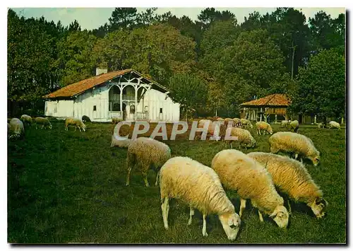 Cartes postales moderne Maison Le Mineur Brebis de race landaise