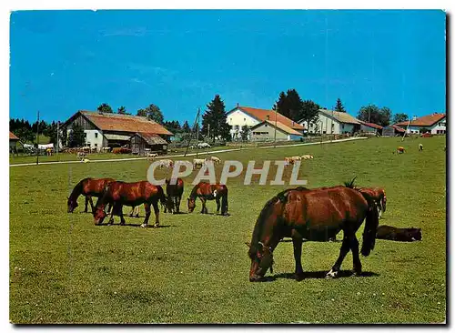 Cartes postales moderne Au paturages du Jura Franches Montagnes