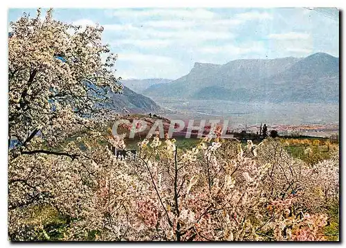 Cartes postales moderne Merano - Floritura in Val d'Adige con vista della Mendola