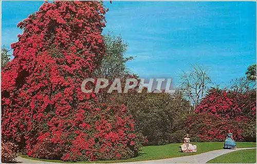 Cartes postales moderne A lovely display of Bougainvillea in Florida's beautiful Cypress Gardens
