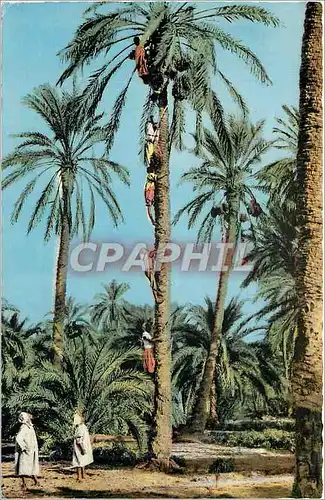 Cartes postales Collection Artistique l'Afrique recoltes des Dattes