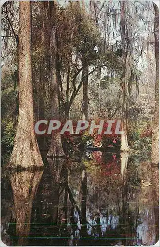 Cartes postales Cypress Gardens Charleston SC