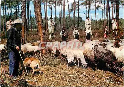 Cartes postales moderne Visages des Landes Folklore Berger et son Troupeau