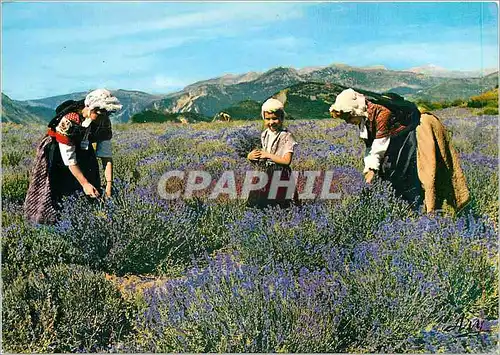 Cartes postales moderne Folklore Provencal Cueillette de la lavande