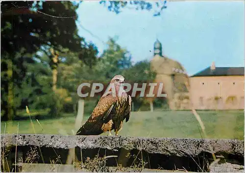 Cartes postales moderne Jeune Buse devant le Chateau et parc de St Augustin Rapace