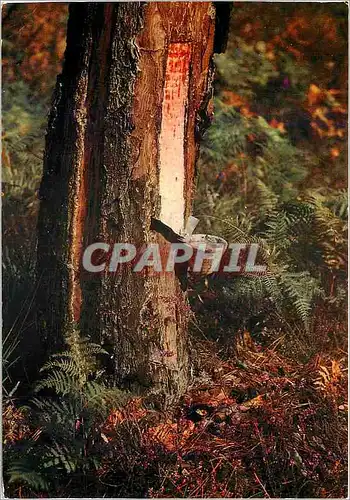 Cartes postales moderne Landes La Carre la Saignee du Pin Production de la Resine