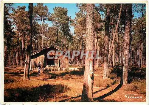 Cartes postales moderne Paysage de Landes Moutons retrant a la Bergerie