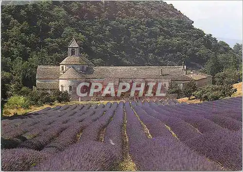 Cartes postales moderne Abbaye de Senanque Gordes Vaucluse Vue generale et champs de lavande Facade Nord