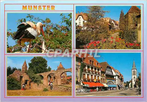 Cartes postales moderne Munster Ht Rhin Cigognes d'Alsace Jardin Fleurie L'Abbaye