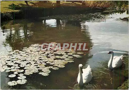 Cartes postales moderne Saint Paul les Dax Landes Les Jardins de la Mairie Cygnes