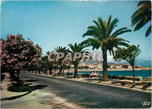 Cartes postales moderne Ajaccio Le Boulevard Lantivy avec ses Palmier et Lauriers roses