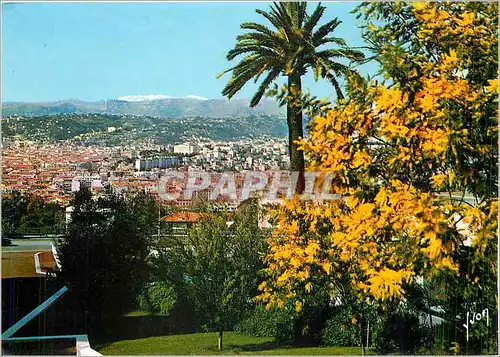 Cartes postales moderne La Cote d'Azur miracle de la nature Nice Alpes Martimes Las Mimosas en Fleur