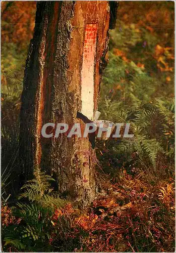 Cartes postales moderne Landes La Carre la Saignee du Pin Production de la resine