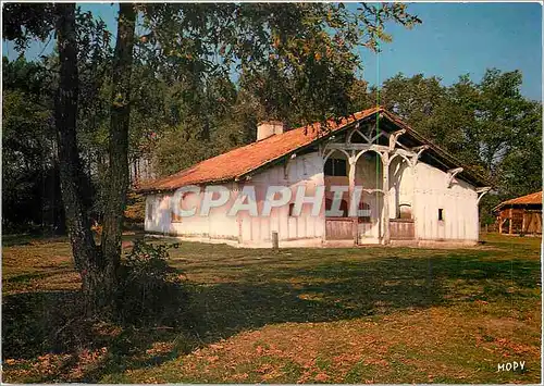 Cartes postales moderne Parc Naturel Regional des Landes de Gasgogne Ecomusee de la Grande Lande Marqueze Sabres (Landes