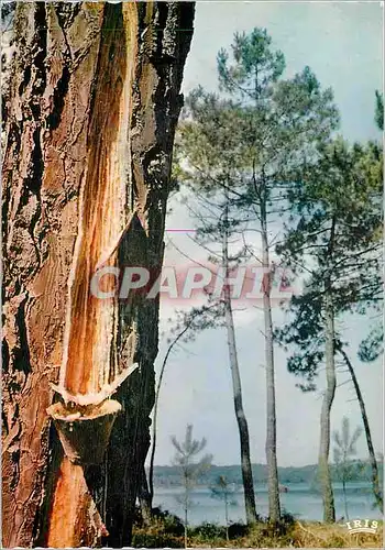 Cartes postales moderne Le Pin des Landes Car pourlui derober ses larmesde resine l'homme avarre bourreau de la creation