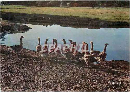 Cartes postales moderne Visages des Landes Troupeau d'Oies