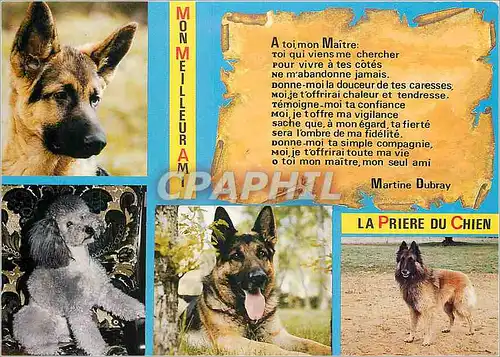 Cartes postales moderne Mon Meilleur Ami La Priere du Chien Berger allemand