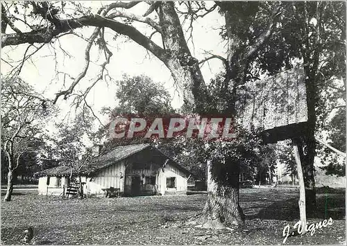 Cartes postales moderne Les Landes d'Autrefois Maison et son Poulailler