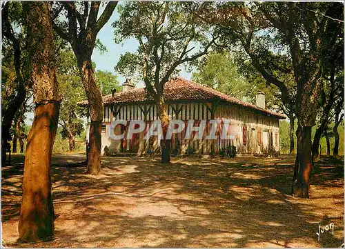 Cartes postales moderne Ferme Landaise